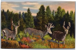 Postcard Three Little Deers in the Rockies