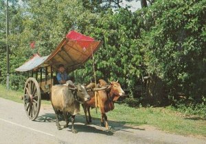 Bullock Cart Malaysia Postcard