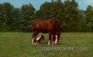 Gowry Ladd Clydesdale Grand Champion Catskill Game Farm, Catskill, NY USA Hor...