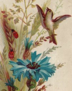 1880s Hughes' Tonic Quack Medicine Iler & Morris Shreveport, LA Blue Flower #7K