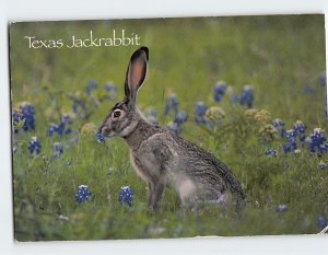 Postcard Texas Jackrabbit, Texas