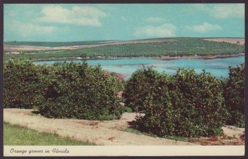 Orange Groves,FL Postcard BIN