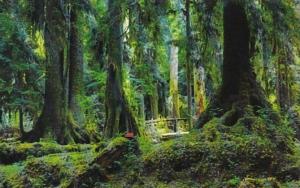 Washington Olympic Village Hemlock & Spruce Trees In Rain Forest