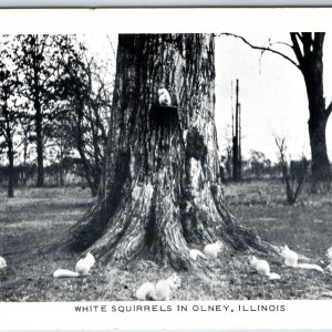 c1940s Olney, ILL White Squirrels Adorable Cute Squirrel Chrome Photo Kromo A211