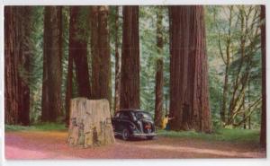 Redwwod Grove, Redwood Highway CA