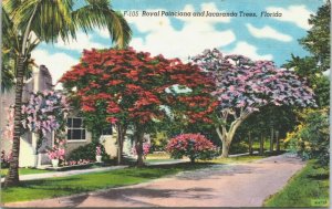 USA Royal Poinciana And Jacaranda Trees Florida Linen Postcard 03.47