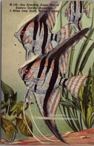 Florida South Miami Eastern Garden Aquarium Breeding Angel Fish Curteich