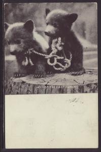 Bear Cubs Postcard