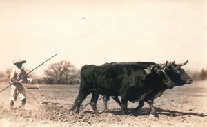 Vintage Postcard A Very Common Scene In Mexico Farming Real Photo RPPC