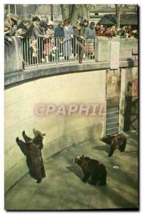 Modern Postcard Bern The Bear Pit
