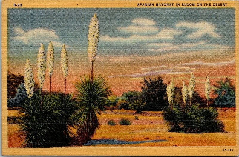 Vtg 1930s Spanish Bayonet in Bloom Desert Landscape Arizona AZ 1930s Postcard