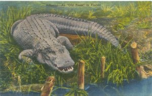 Florida Alligator, An Old Timer, 1956 Linen  Postcard Used