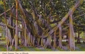 Florida Trees Giant Banyan Tree