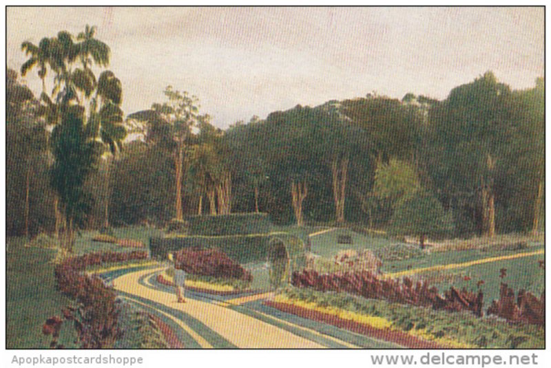 Sri Lanka Ceylon Colombo Ornamental Walk In Peradeniya Gardens