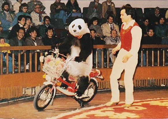 Bears Panda Jiao Jiao On The Motorcycle