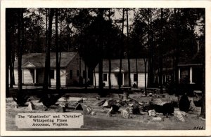 Postcard The Monticello and Cavalier Whispering Pines in Accomac, Virginia