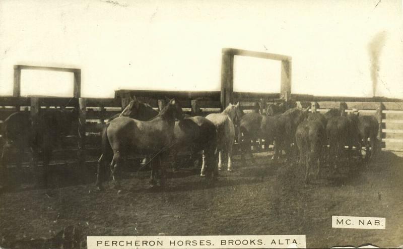 canada, BROOKS, ALTA., Percheron Horses (1910s) Mc Nab RPPC