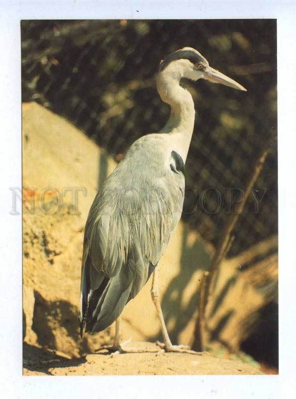 195565 Europe gray heron old postcard