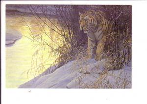 Siberian Tiger, Robert Bateman, Amnesty International