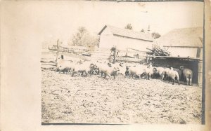 1910s RPPC Real Photo Postcard Farm Lambs Sheep