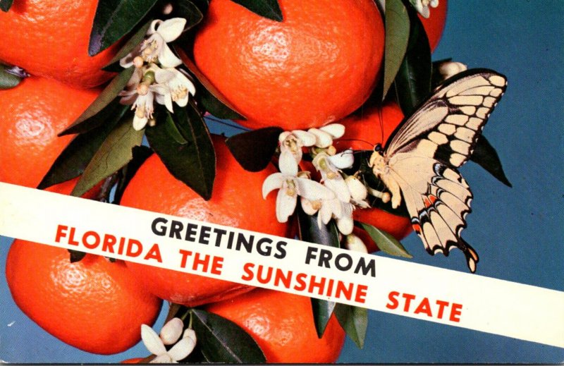 Florida Greetings From The Sunshine State With Tangerines and Giant Swallowta...