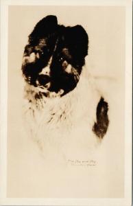 Thwaites Portrait of Dog Alaska 'The Dog-gone Dog' Husky Real Photo Postcard F9