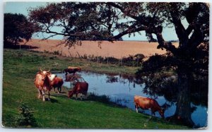 Postcard - The friendly cow - Greetings From Lackawaxen, Pennsylvania