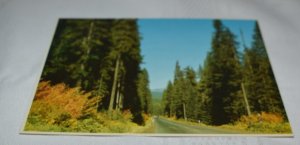 Giant Douglas Fir Trees Oregon Postcard Andre Prints J & H Sales GEN-9C