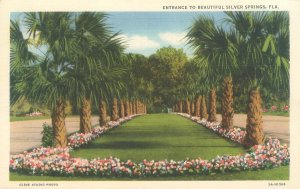 Silver Springs Florida  Palm Trees, Flowers,  Linen Postcard Unused