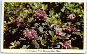 M-62344 Rhododendron In Full Bloom West Virginia State Flower West Virginia