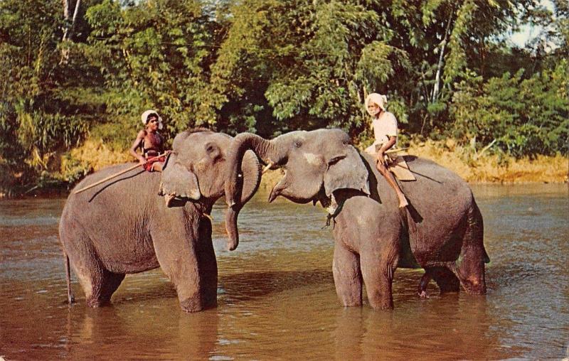 BR56428 Elephants at play in the mahaweli Ganga Animaux animals