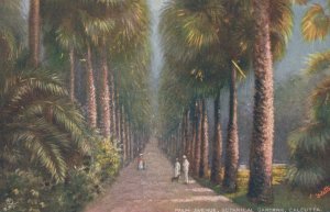 Postcard Palm Avenue Botanical Gardens Calcutta India