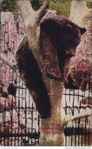 Bear Pit Lincoln Park Zoo Chicago Illinois 1914