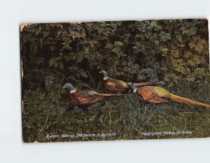 Postcard Oregon (China) Pheasants in the Wild, Oregon