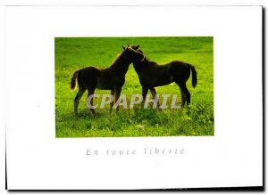 Postcard Modern Any Liberte Horses