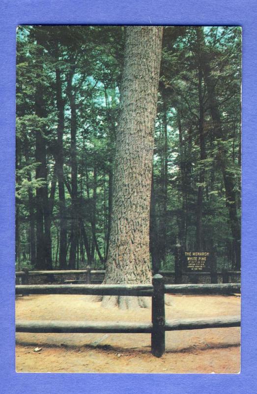 Grayling,Michigan/MI Postcard,Monarch at Hartwick Pines Park