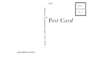 Pink Hybrid Tea Rose Massachusetts Postcard