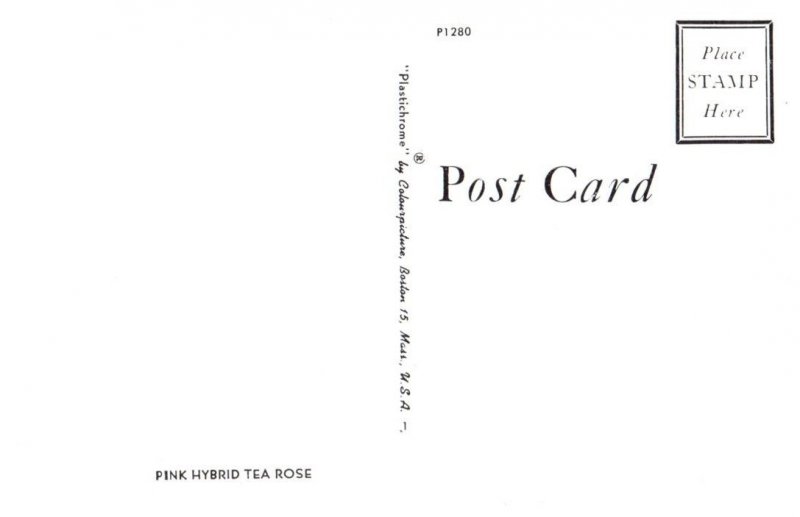 Pink Hybrid Tea Rose Massachusetts Postcard