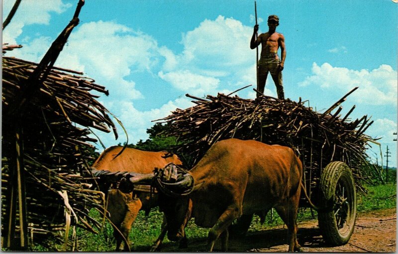 Sugar Cane Harvest Time S Puerto Rico VTG Postcard UNP Unused Vintage Chrome 