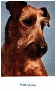 Dog Irish Terrier