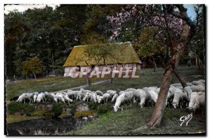 Modern Postcard Sheep at Normandy Bocage