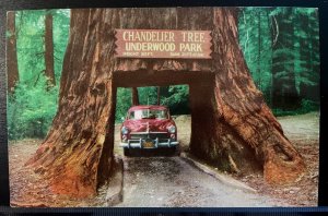 Vintage Postcard 1940's Chandelier Drive-Thru Tree, Leggett, California (CA)