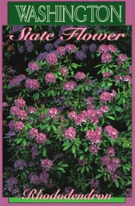 Vintage Postcard Rhododendron Washington State Flower Public Private Gardens