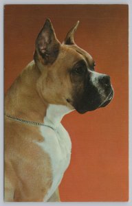 Animal~Dog~Boxer~Alfred Mainzer~Vintage Postcard
