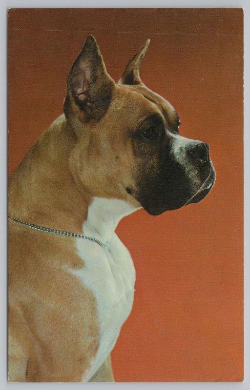 Animal~Dog~Boxer~Alfred Mainzer~Vintage Postcard