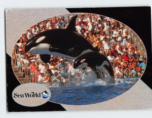 Postcard Shamu & Baby Shamu Orcas Performing at Sea World Orlando Florida USA