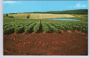 Potato Field Near Charlottetown, Prince Edward Island, Vintage Chrome Postcard