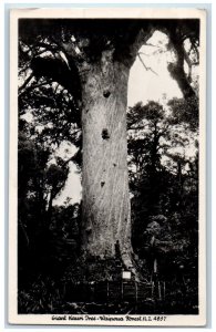 Giant Kauri Tree Waipoua Forest New Zealand RPPC Photo Postcard