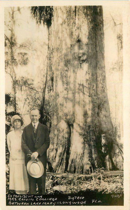 Big Tree Ex President Coolige Longwood Florida 1920s RPPC real photo 10597