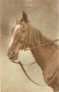 Horse's Head Old vintage French postcard